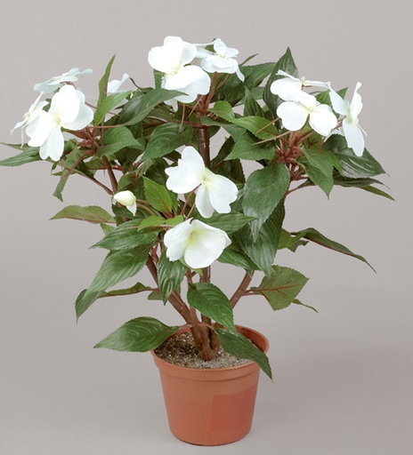 Impatiens