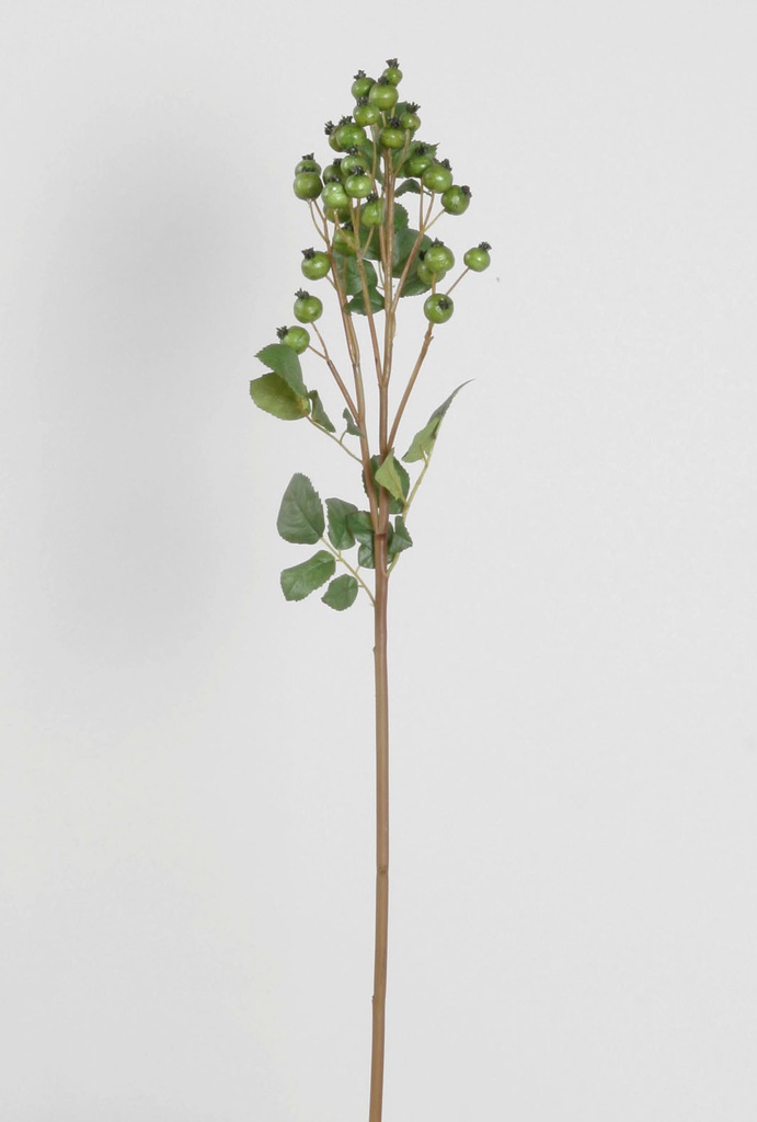 Rosehip