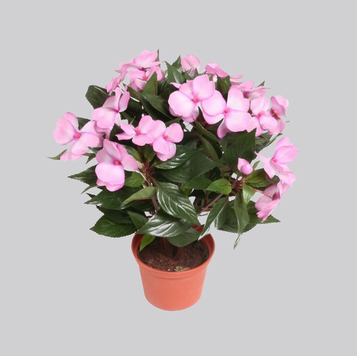 Impatiens