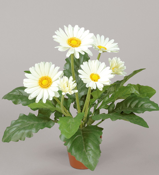 Gerbera