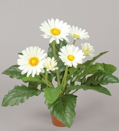 [108-1-25] Gerbera (Alternative 1)