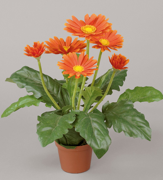 Gerbera