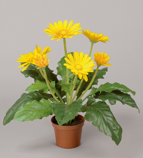 Gerbera