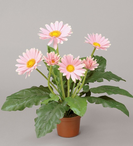 Gerbera