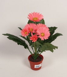 [108-1-22] Gerbera (Alternative 6)