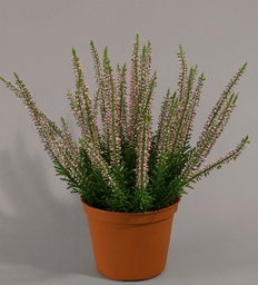[115-1-a] Erica (Alternative 1)