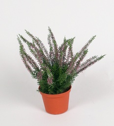 [115-1-h] Erica (Alternative 3)