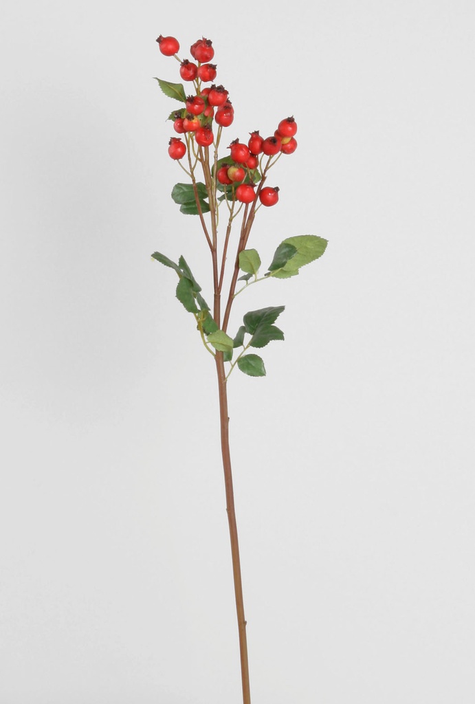 Rosehip