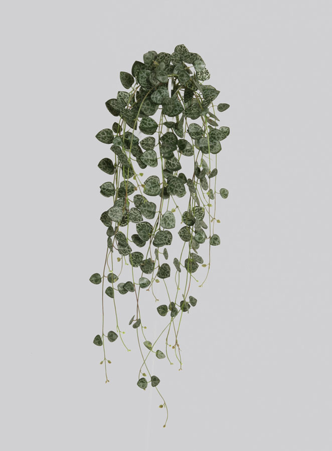 Sweetheart Vine