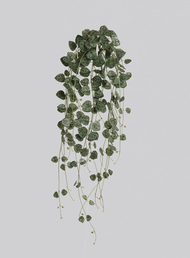 Sweetheart Vine