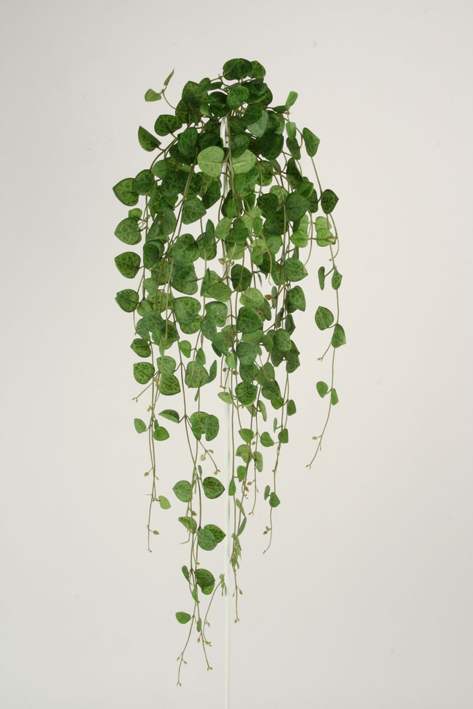 Sweetheart Vine