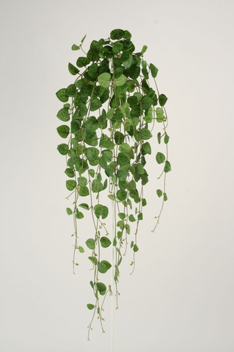 Sweetheart Vine