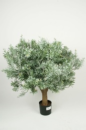 [1196-070] Crossostephium (Alternative 3)