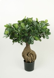 [1226-045] Ficus Panda (Alternative 1)