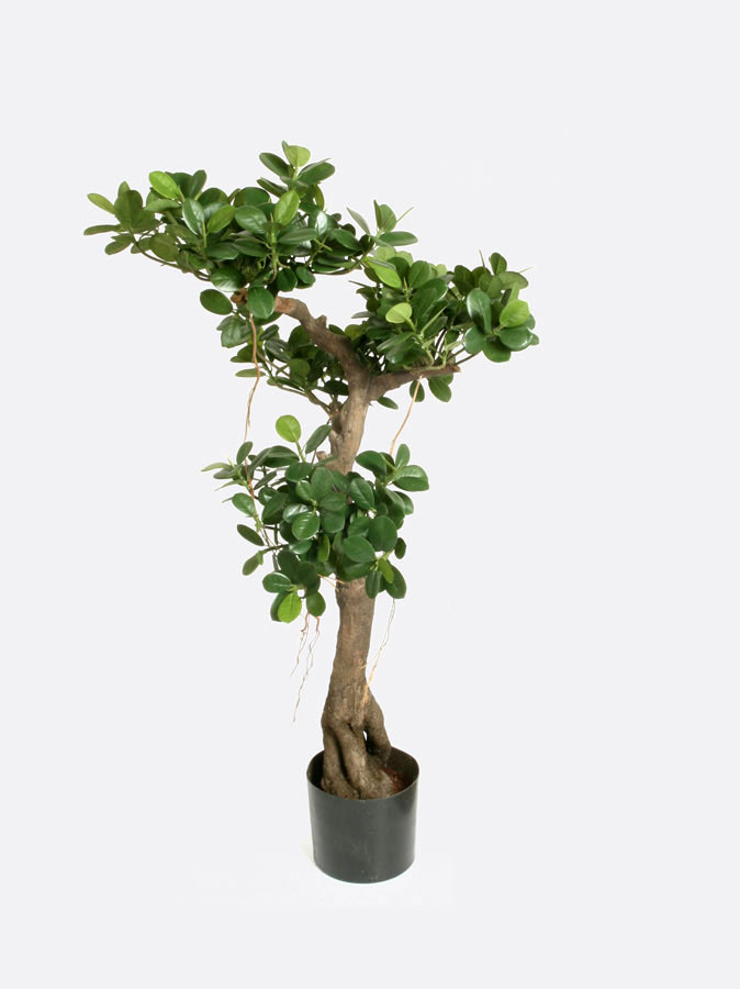 Ficus Panda