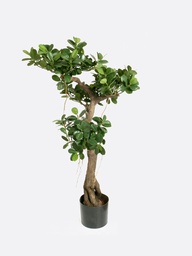 [1226-140] Ficus Panda (Alternative 2)