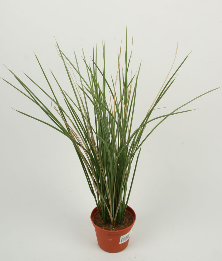 Grass