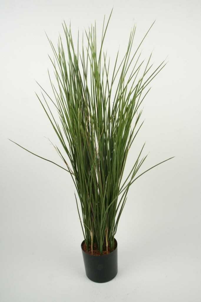 Grass