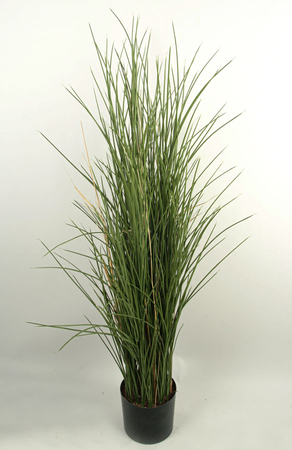 Grass