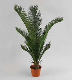 [123-2] Cycas Palm (Alternative 1)