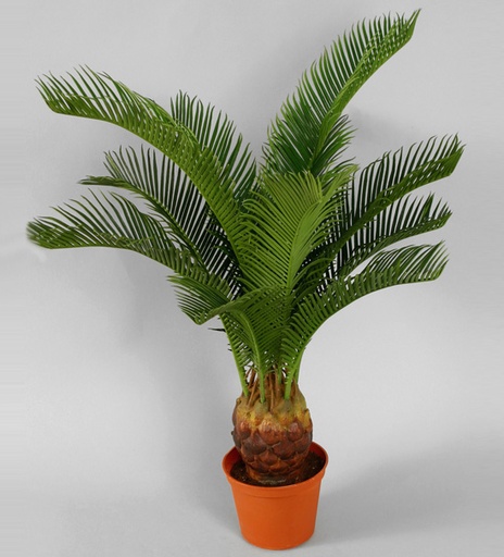 Cycas Palm