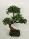 [1241-060] Bonsai (Alternative 1)