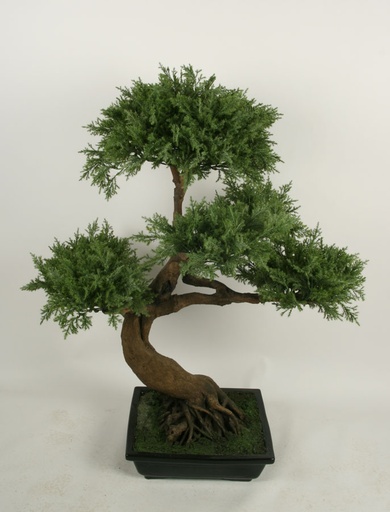 Bonsai