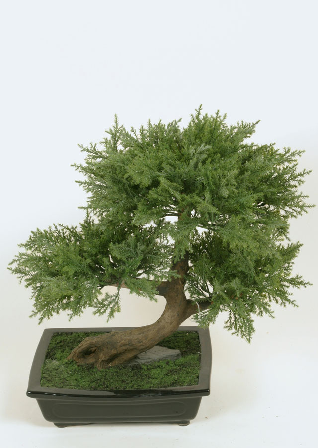 Bonsai