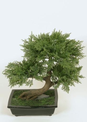 Bonsai