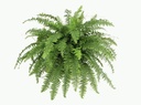 Boston Fern