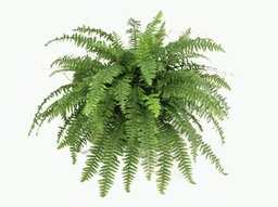 [5885] Boston Fern (Alternative 1)