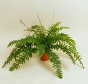 [145app] Boston Fern (Alternative 2)