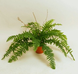 [145app] Boston Fern (Alternative 2)