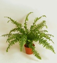 [145bpp] Boston Fern (Alternative 3)