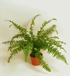[145bpp] Boston Fern (Alternative 3)