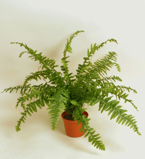 Boston Fern