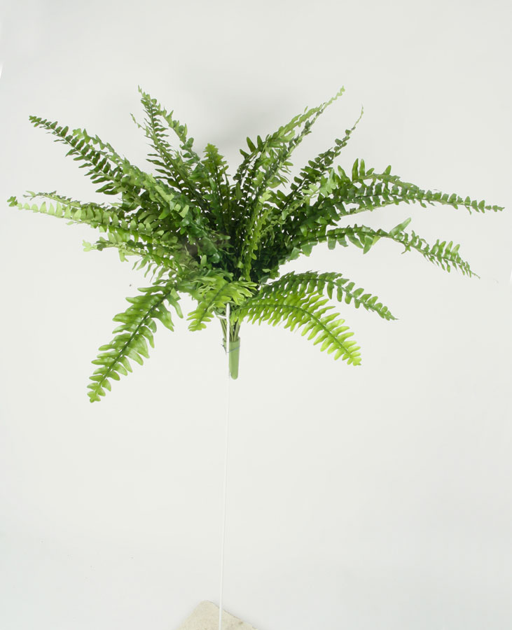 Boston Fern