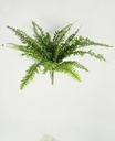 [145c] Boston Fern (Alternative 4)
