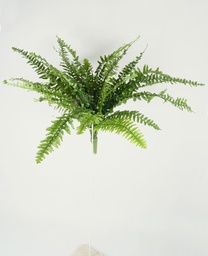 [145c] Boston Fern (Alternative 4)
