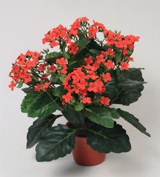 [155-1-01] Kalanchoe (Alternative 1)