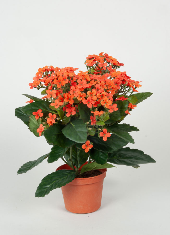 Kalanchoe