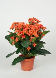 [155-1-03] Kalanchoe (Alternative 2)