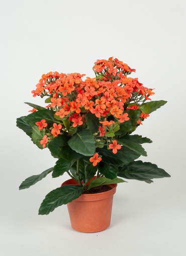 Kalanchoe