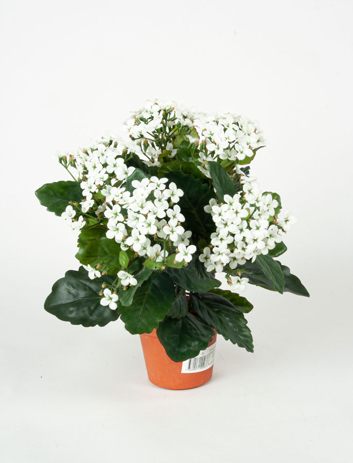 Kalanchoe