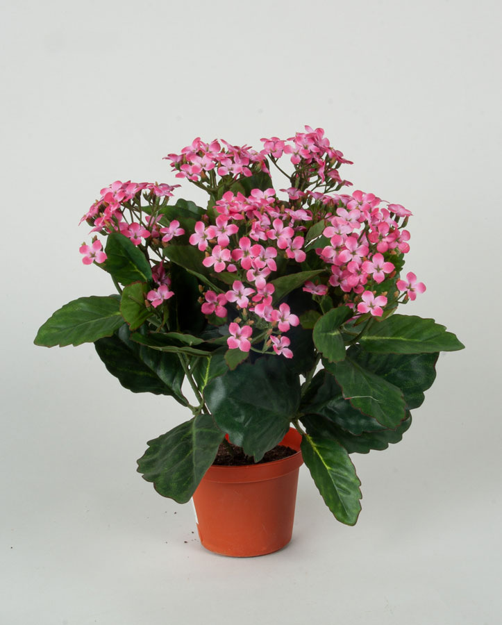 Kalanchoe