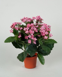 [155-1-14] Kalanchoe (Alternative 4)