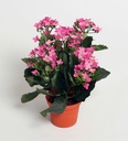 [155-1-21] Kalanchoe (Alternative 5)