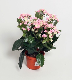 [155-1-22] Kalanchoe (Alternative 6)