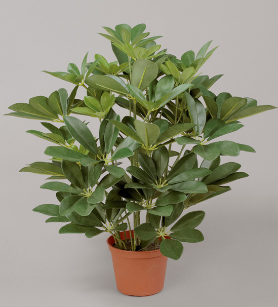 Schefflera