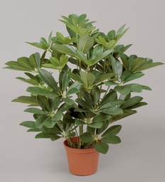 [157-1-90] Schefflera (Alternative 1)